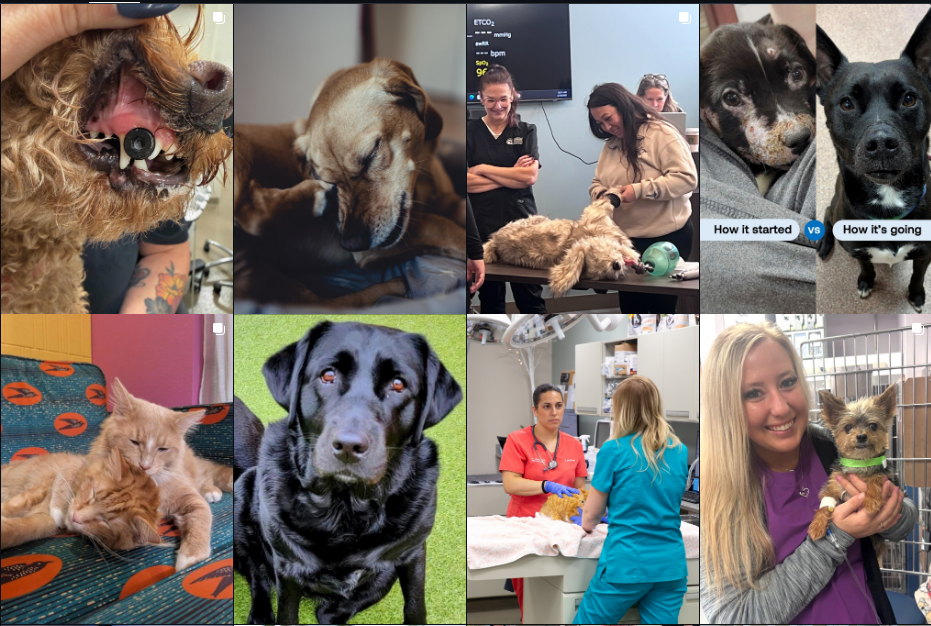 BEST Veterinary Clinic in NYC