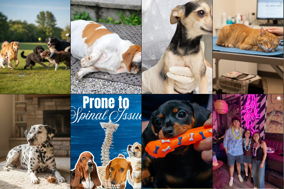 THE BEST Veterinary Clinic in NYC