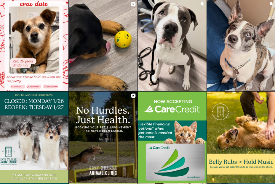 finding Veterinary Clinic in NYC