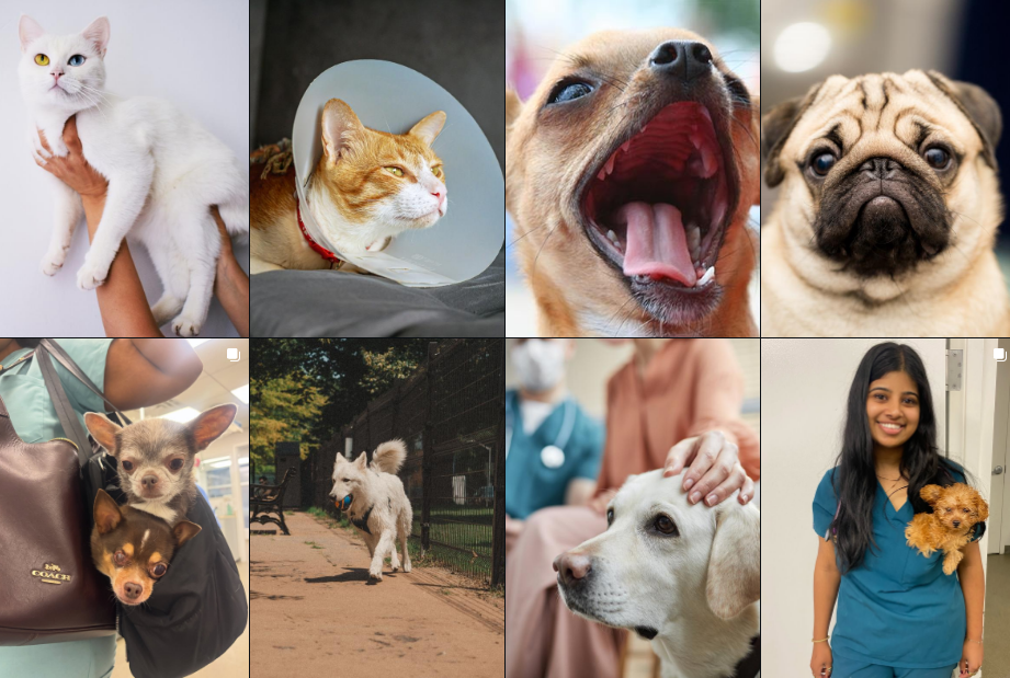 Veterinary Clinic in NYC
